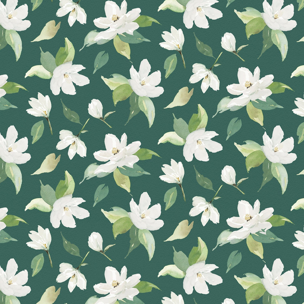 Douce Magnolia - Magnolia Semé