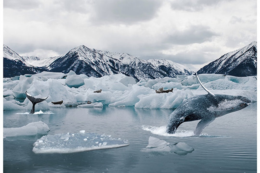 Hoffman Fabrics - L'Appel de la nature - Panneau Baleine Arctique n°2
