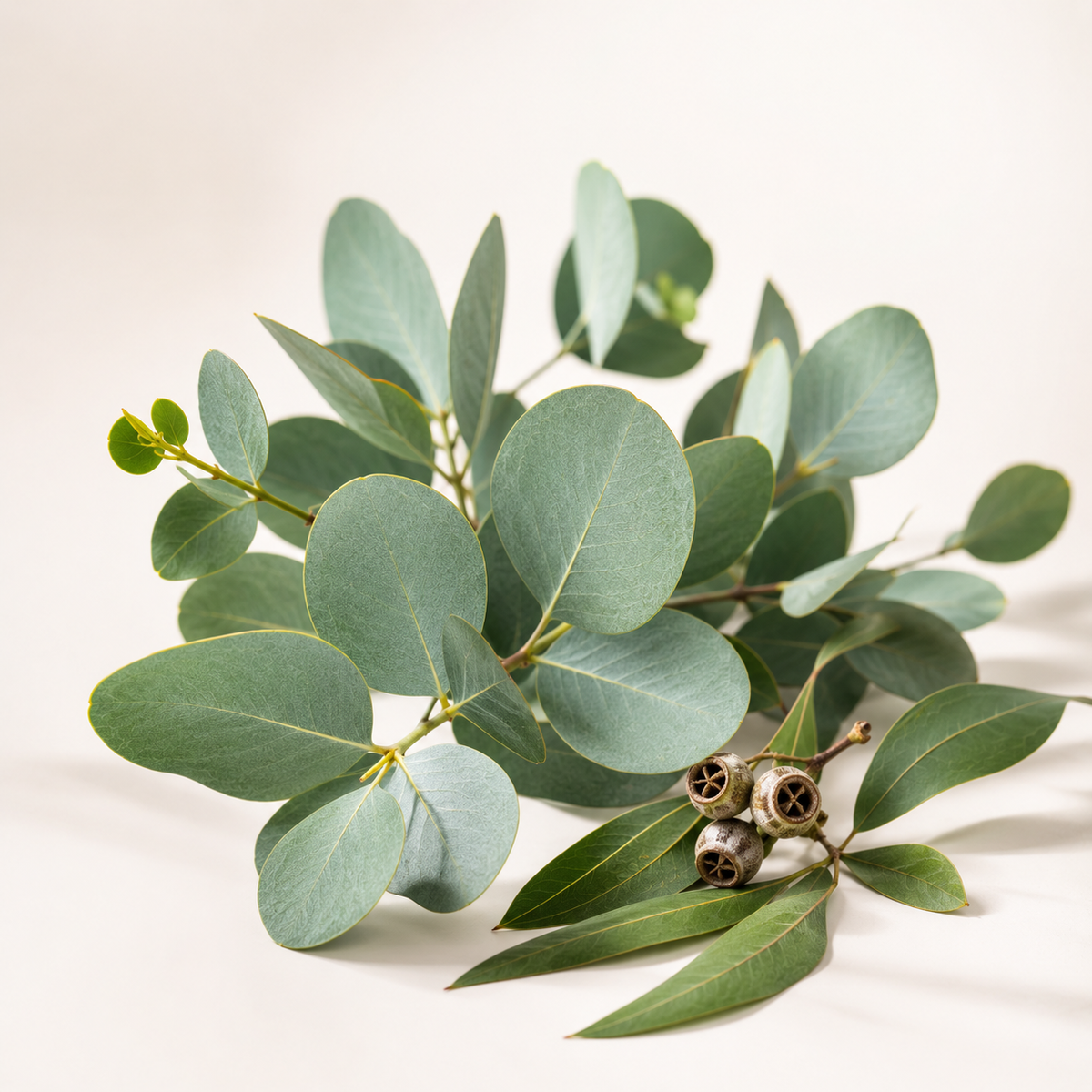 Natural Scents Eucalyptus Essential Oil