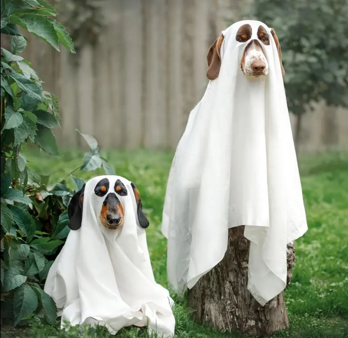 Costume de Chien Fantôme | Costume d'Halloween pour Chien
