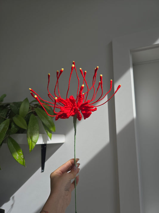 Spider Lily