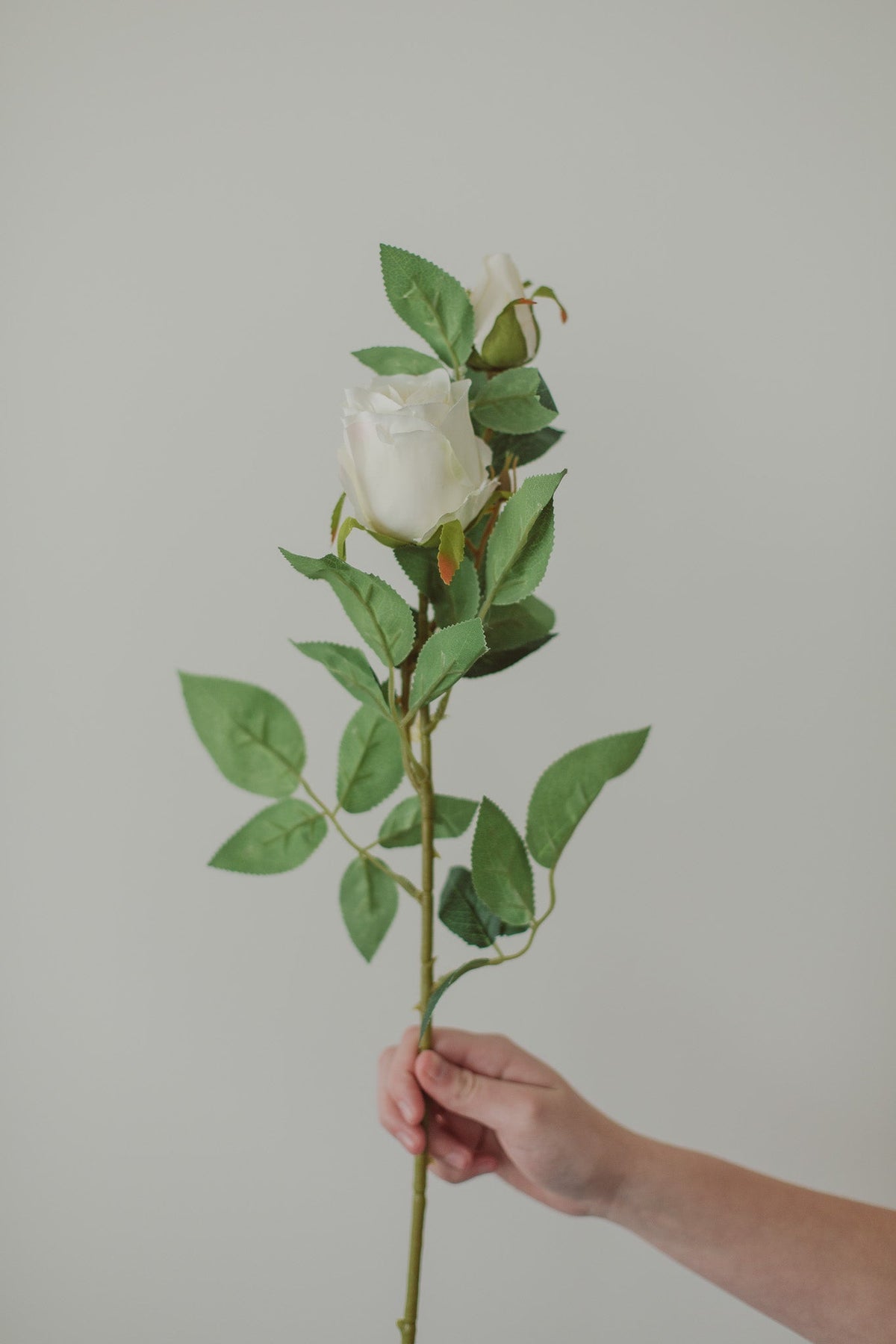 Classic Rose