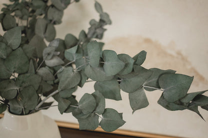 Eucalyptus Cinerea Italien