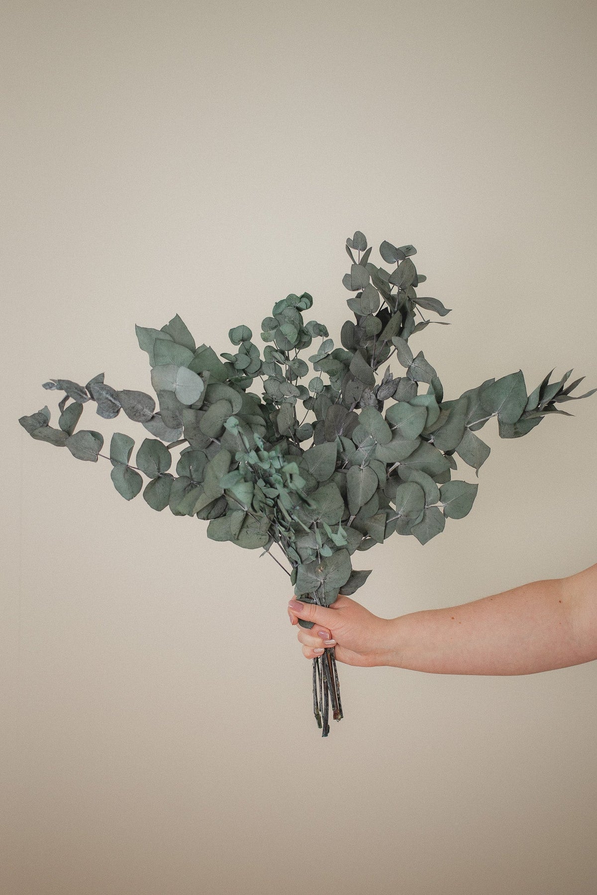 Eucalyptus Cinerea Italien