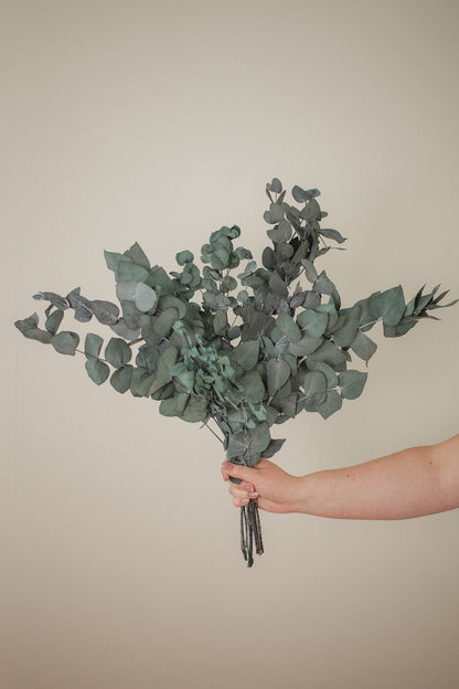 Eucalyptus Cinerea Italien