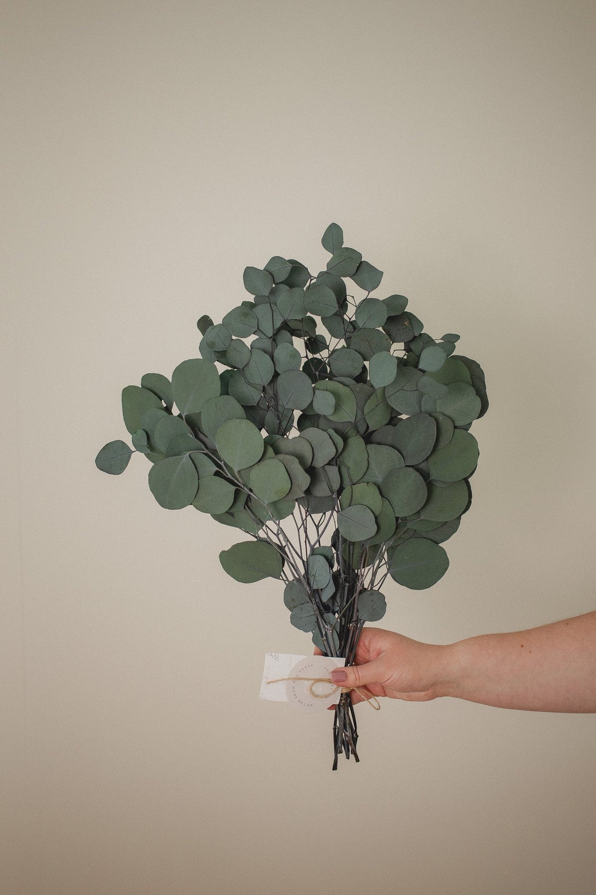 Eucalyptus gomphocephala