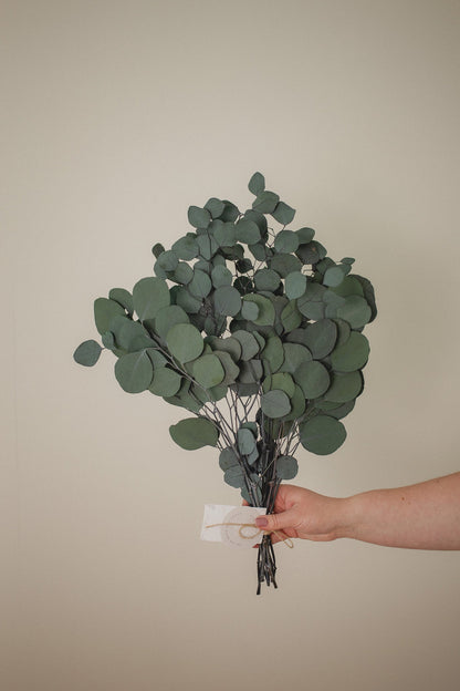 Eucalyptus gomphocephala