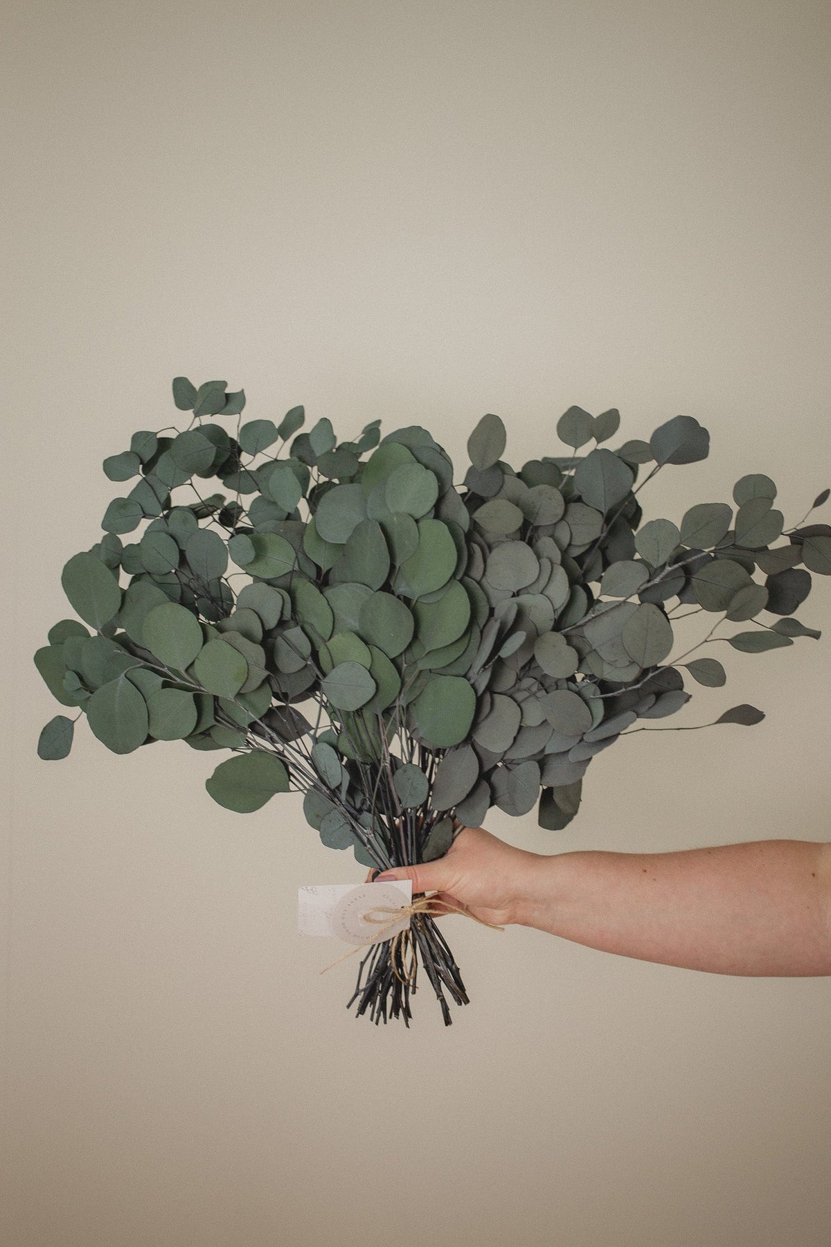 Eucalyptus gomphocephala