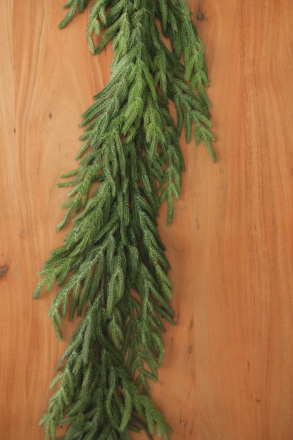 Guirlande de pin de Norfolk