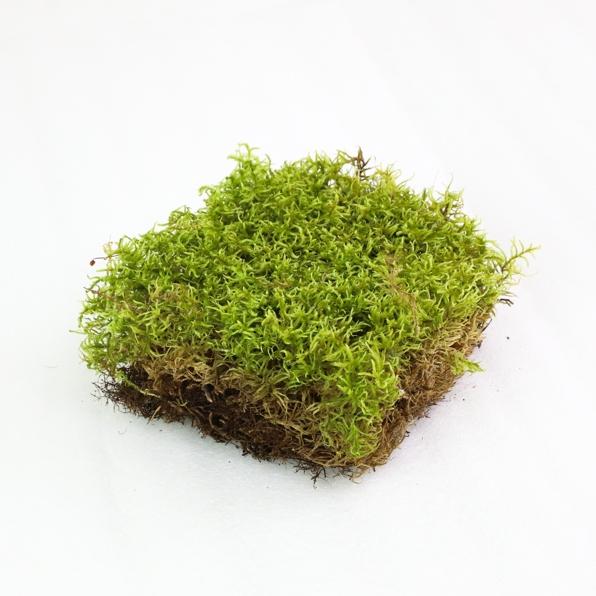 Mousse forestière canadienne naturelle - Revita-Moss™ (Pleurozium schreberi)