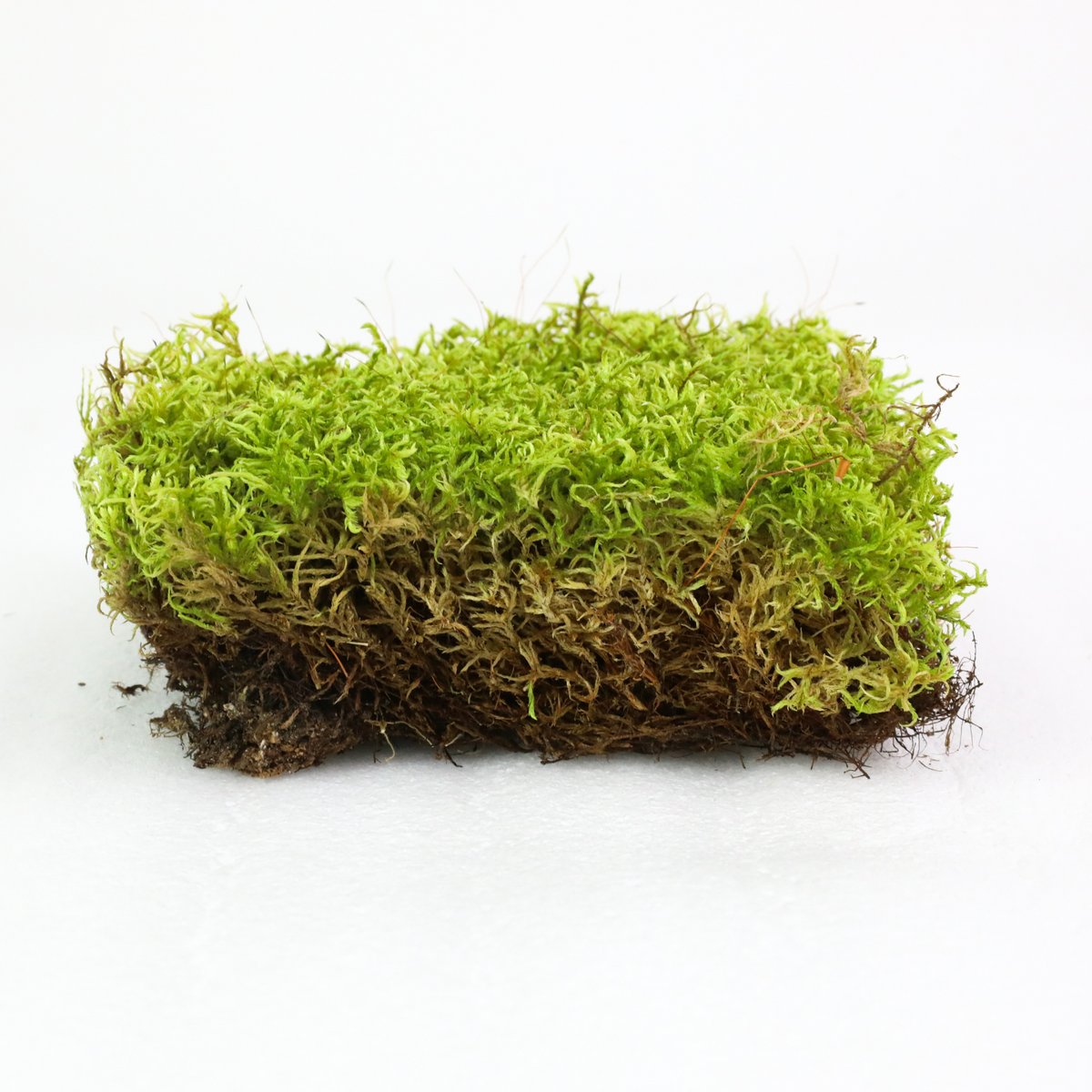Mousse forestière canadienne naturelle - Revita-Moss™ (Pleurozium schreberi)