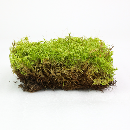 Mousse forestière canadienne naturelle - Revita-Moss™ (Pleurozium schreberi)