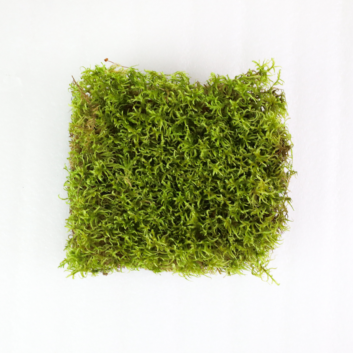 Mousse forestière canadienne naturelle - Revita-Moss™ (Pleurozium schreberi)
