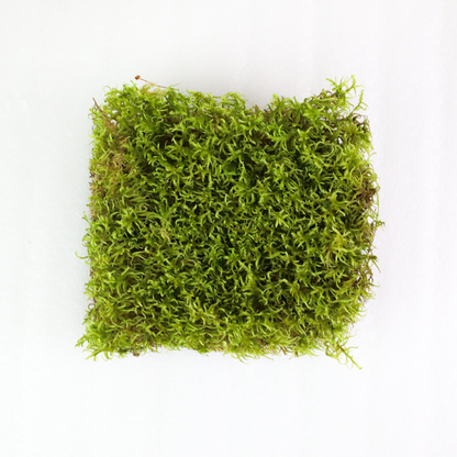 Mousse forestière canadienne naturelle - Revita-Moss™ (Pleurozium schreberi)