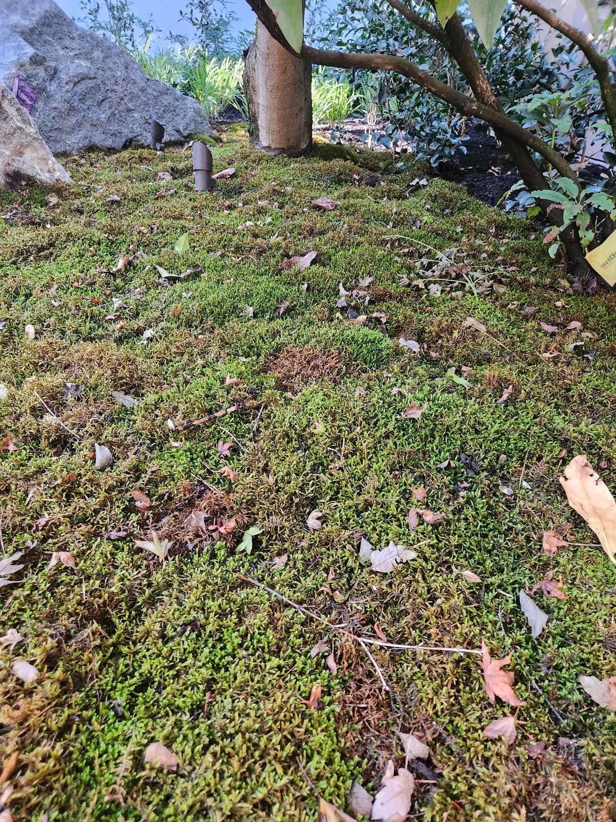 Mousse forestière canadienne naturelle - Revita-Moss™ (Pleurozium schreberi)