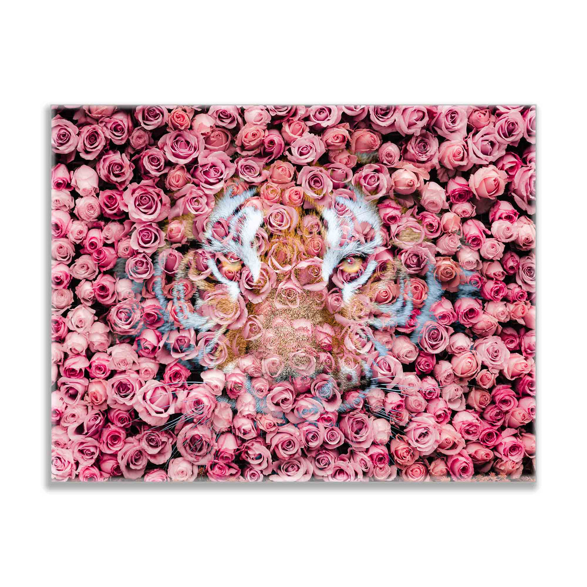 Tigre dans la rose - Impressions sur toile d'animaux sauvages - Art animalier - Vernis doré