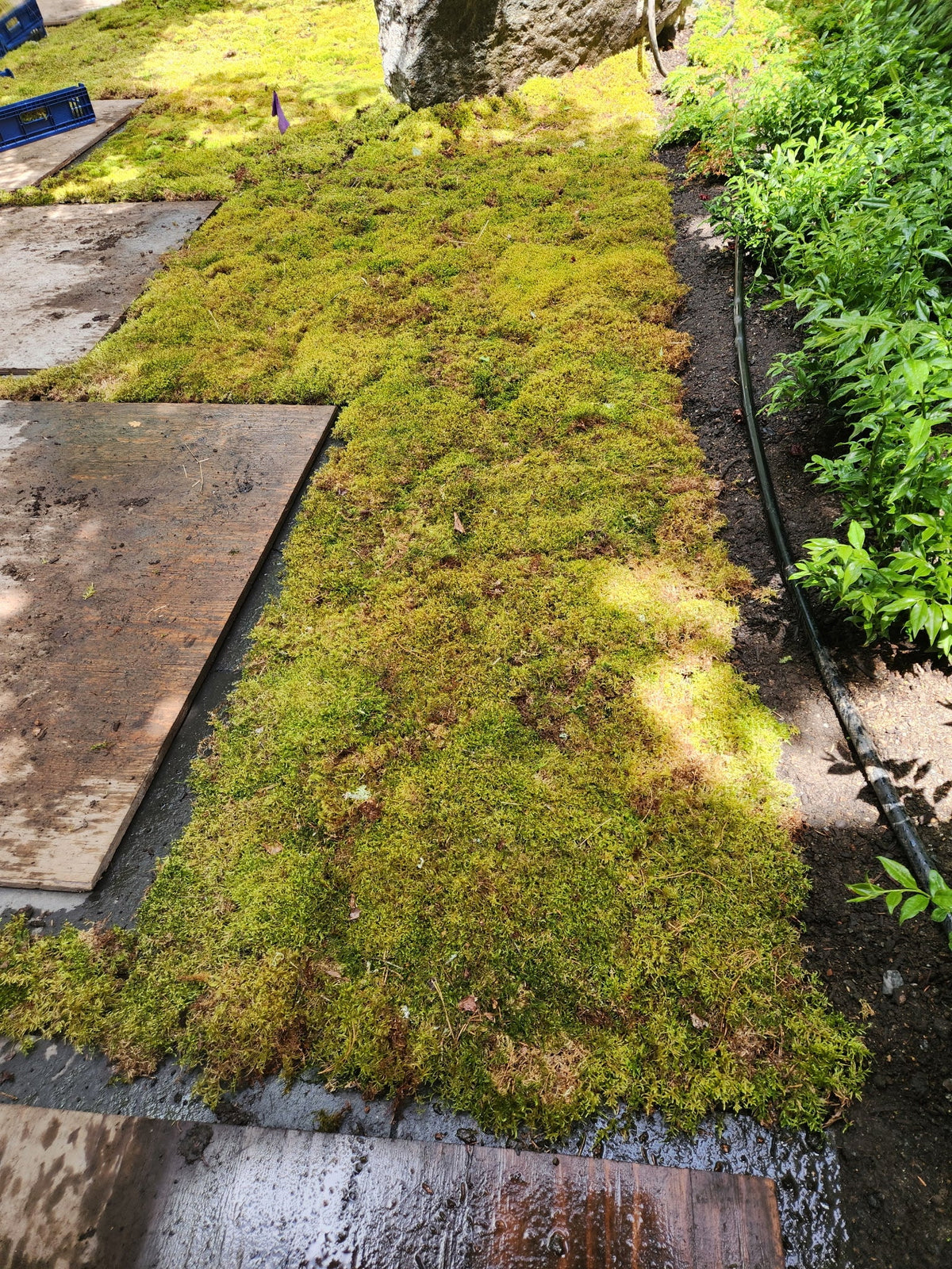 Mousse forestière canadienne naturelle - Revita-Moss™ (Pleurozium schreberi)