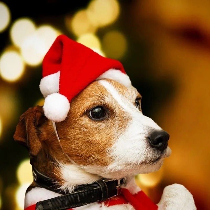 Classic Santa Dog Hat | Holiday Pet Hat Accessory