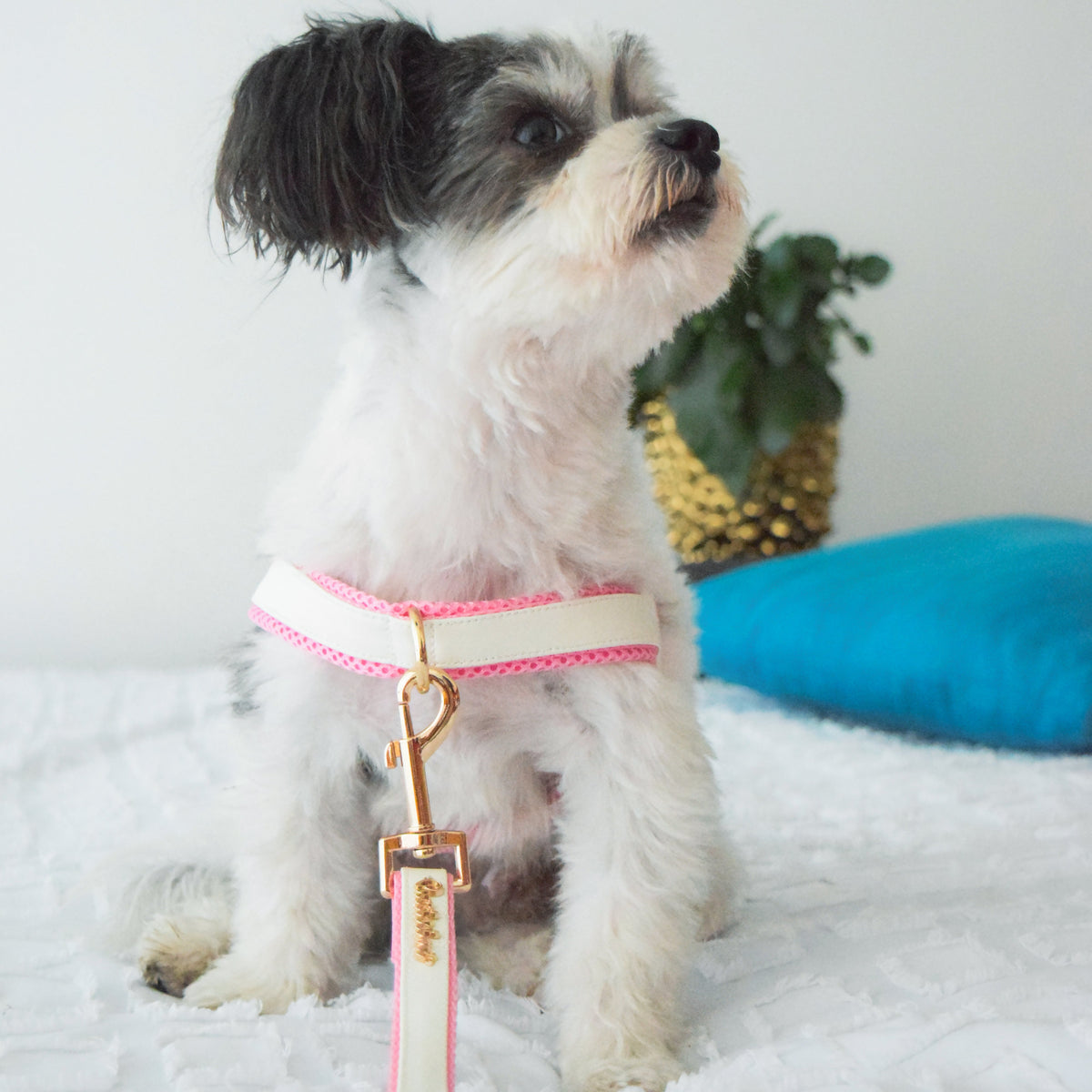My Baby Girl Collar