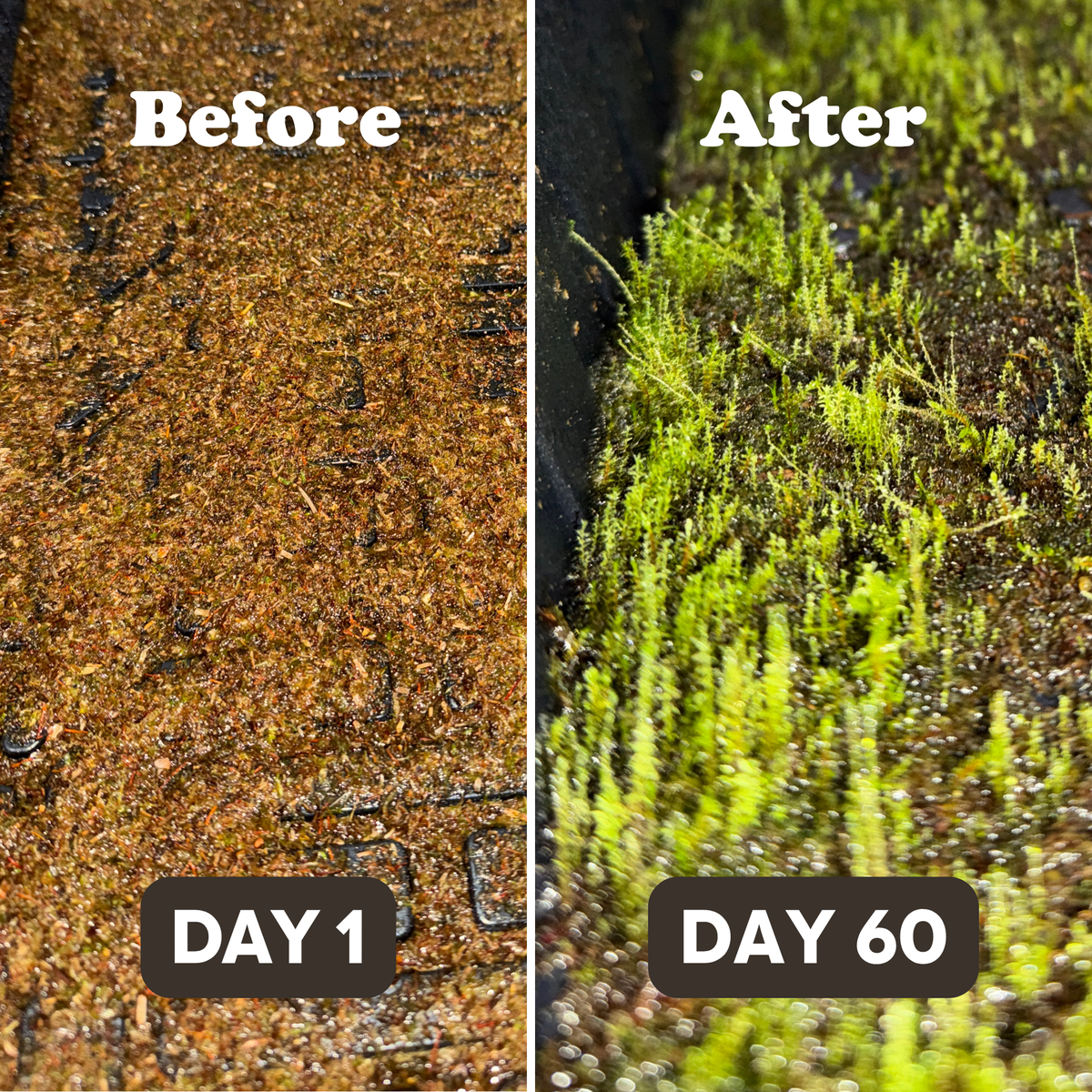 Native Boreal Mix Growable Moss for the Sun