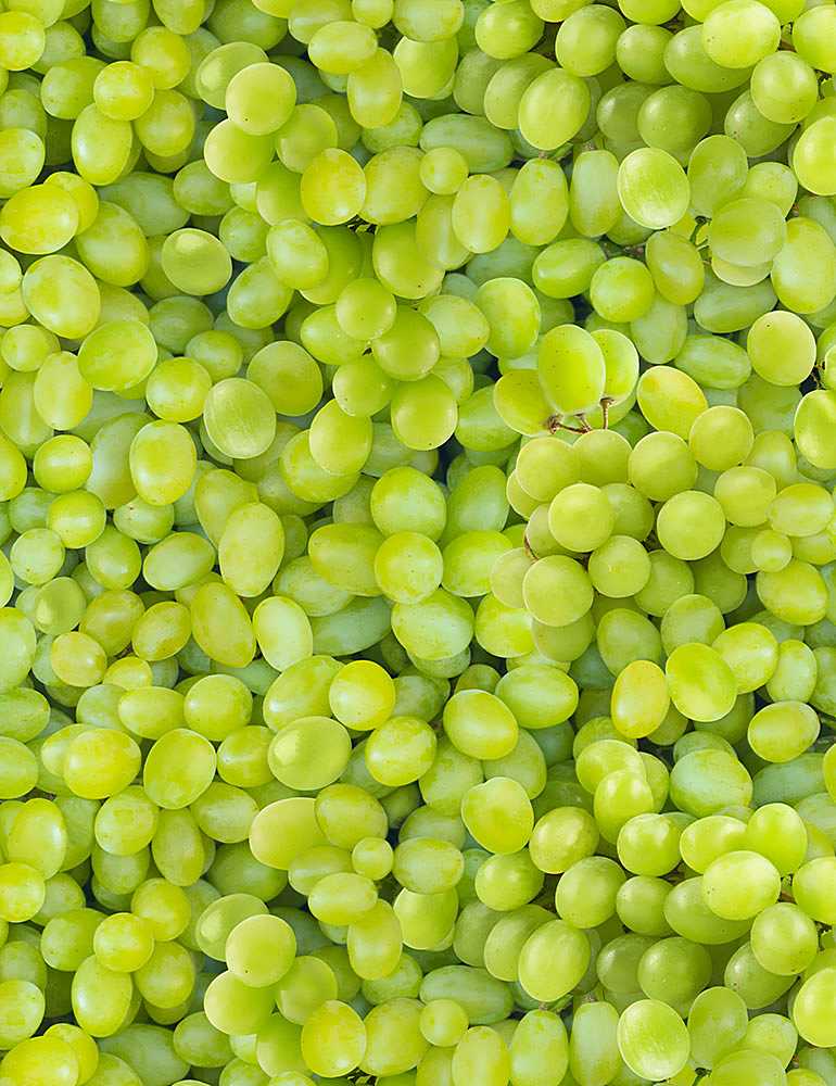 Timeless Treasures - Raisins verts emballés - FRUIT-CD1373