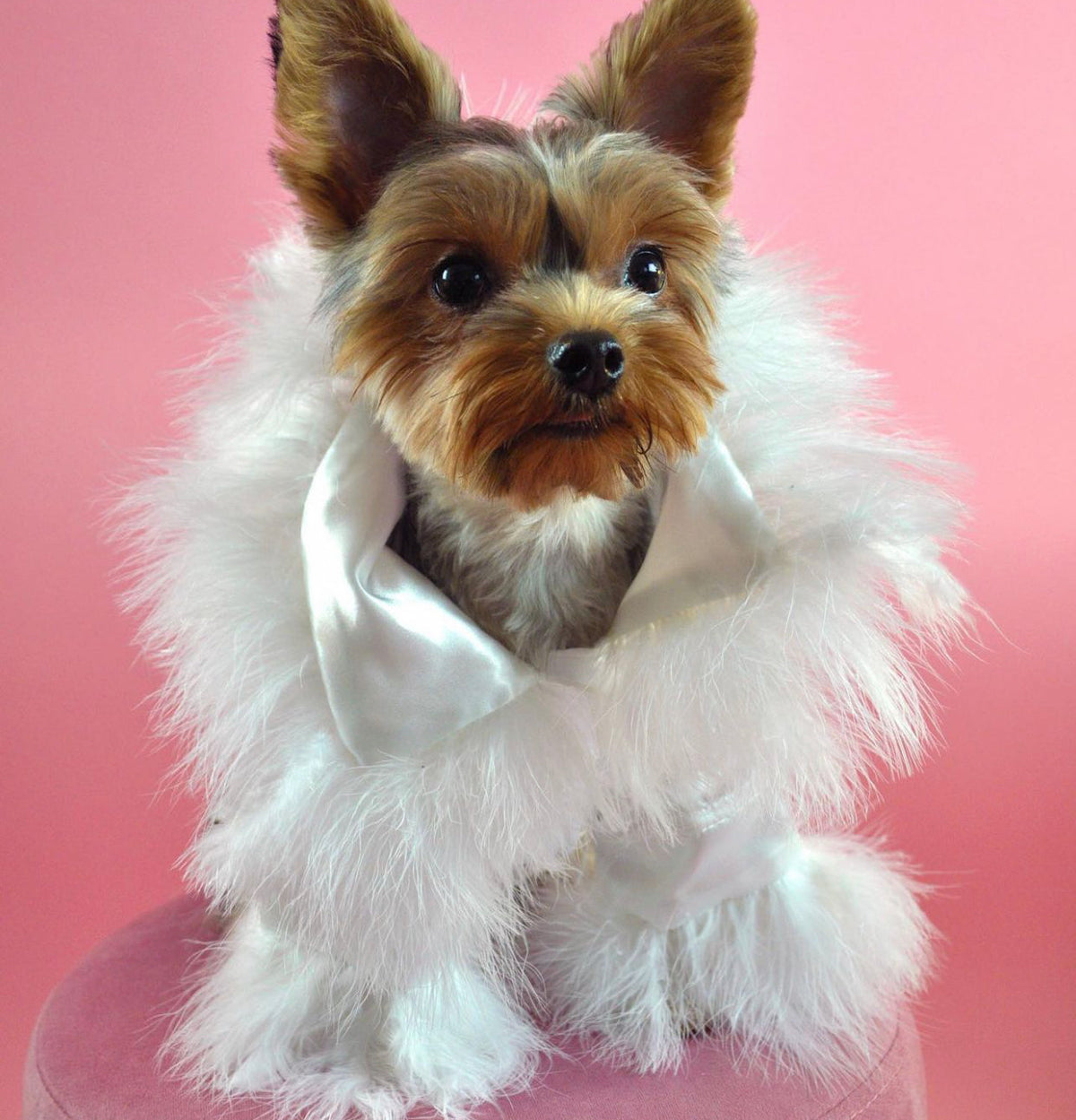 Robe pour chien Garcelle – Tenue de luxe en plumes blanches pour chiens