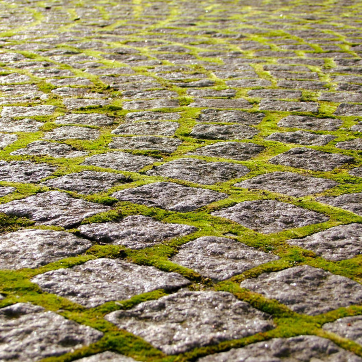Native Boreal Mix Growable Moss for the Sun
