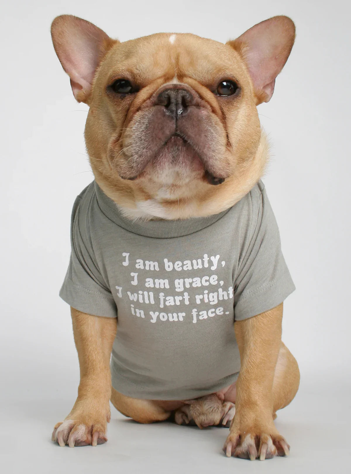 T-shirt chien « Je suis beauté, je suis grâce, je vais péter à ta gueule » – Gris