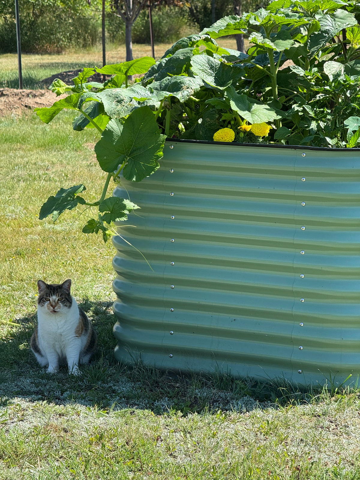 Kit de Jardin surélevé de 81 cm 9-en-1