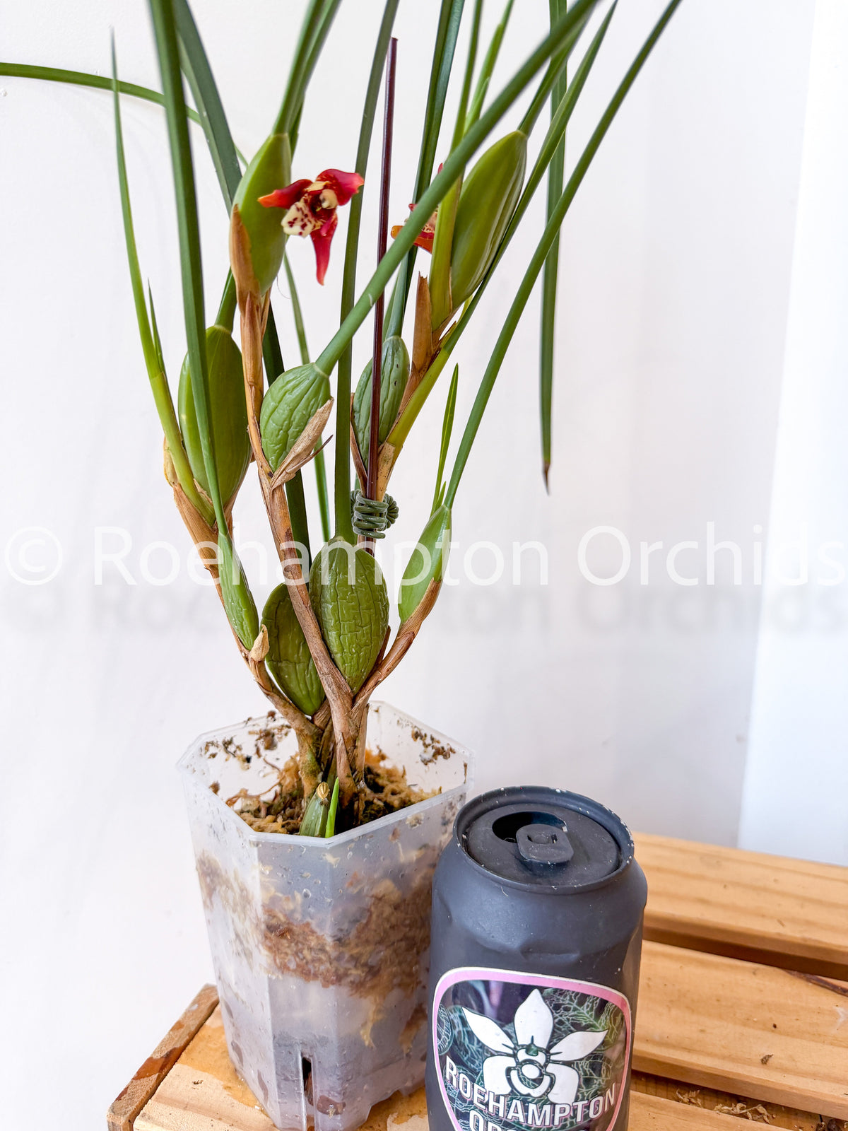 Tall Square Pot