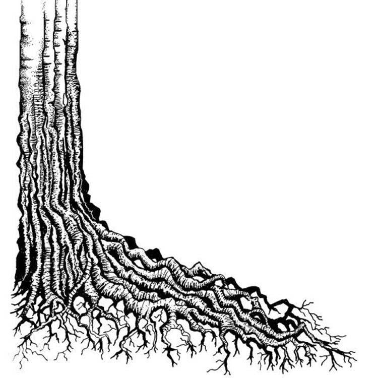 Lavinia Stamp - Racine d'arbre