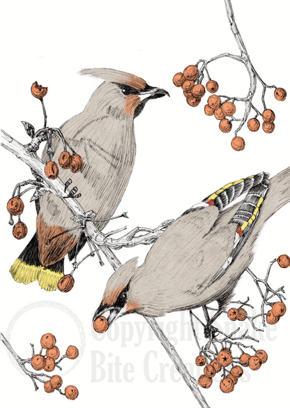 Bohemian Waxwing Wordless Card