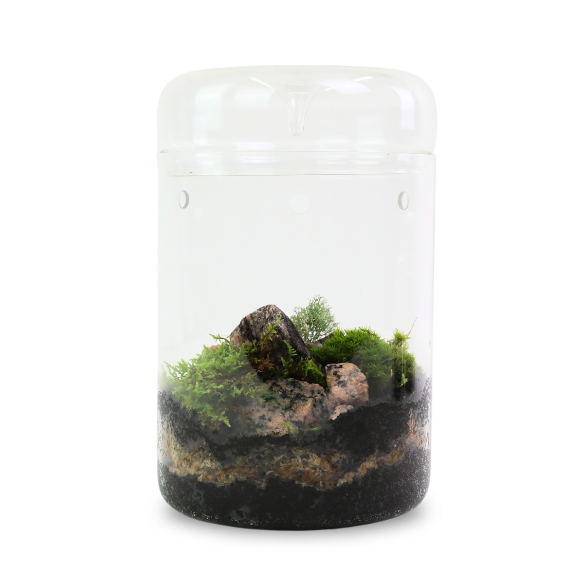 Mousse forestière canadienne naturelle - Revita-Moss™ (Pleurozium schreberi)