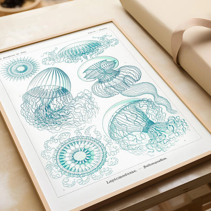 Ernst Haeckel Jellyfish Print: Vintage Marine Life Art