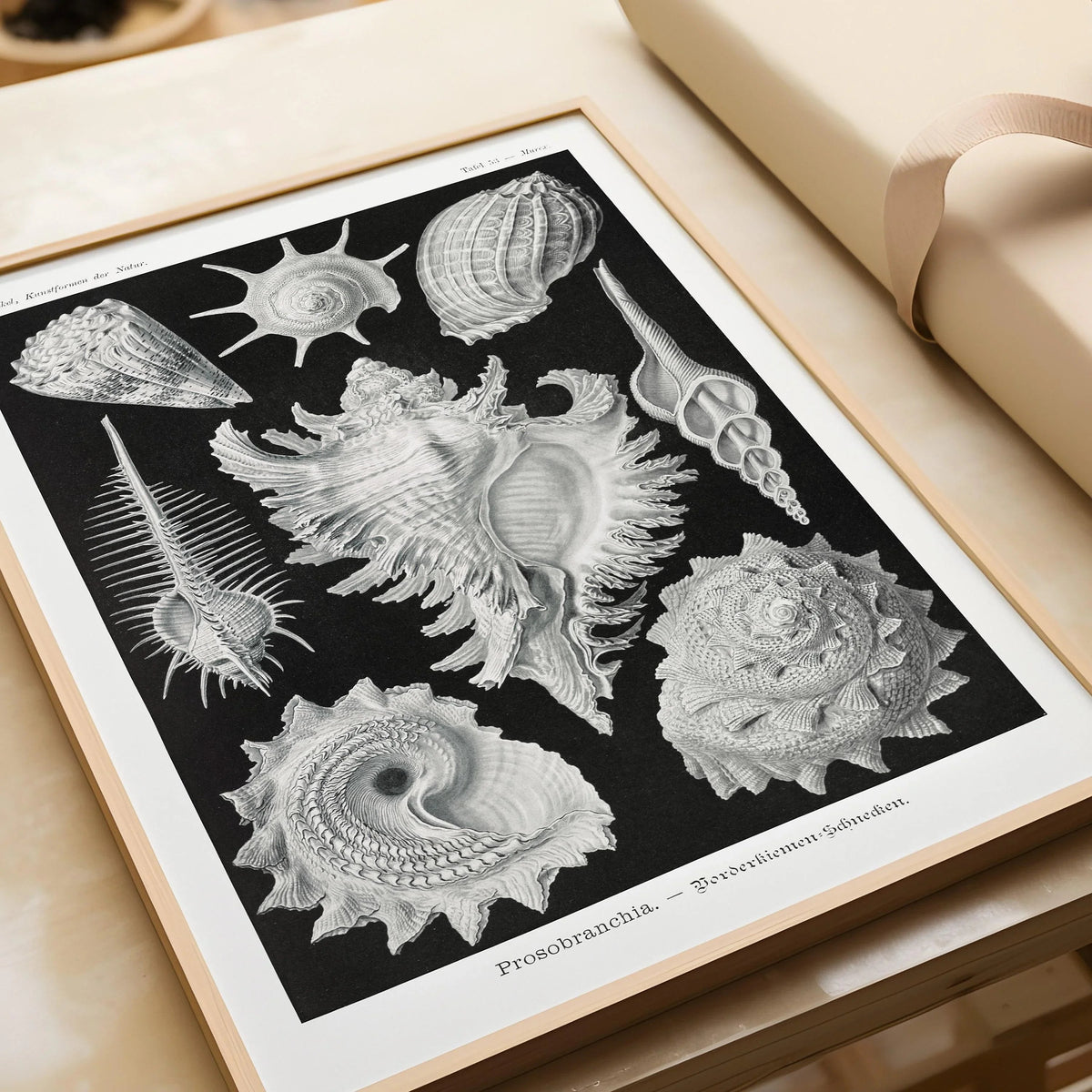 Ernst Haeckel Shells Art Print: Black and White Marine Life
