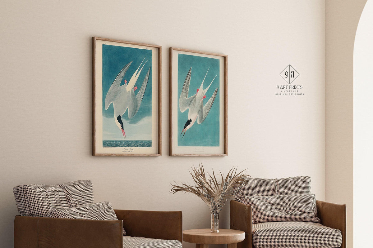 J. J. Audubon STATEMENT DUO Bird Prints - Greater Tern |  | available framed
